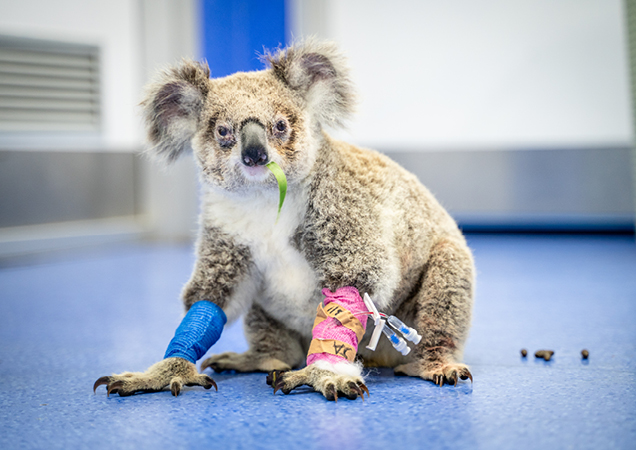 Koala receiving treatment at RSPCA Wildlife Hospital.